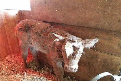 Ferienwohnung mit 2 Schlafzimmer