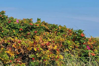 6 Personen Ferienhaus in Sæby-By Traum