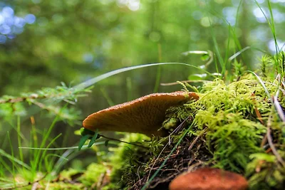 5 Personen Ferienhaus in Hovborg-By Traum