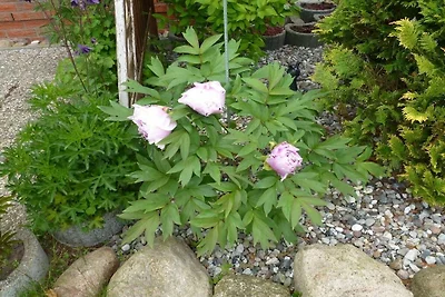 Ferienwohnung in Wiek mit 1 Zimmer