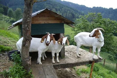 “Hochkönigblick” en Bichlgut