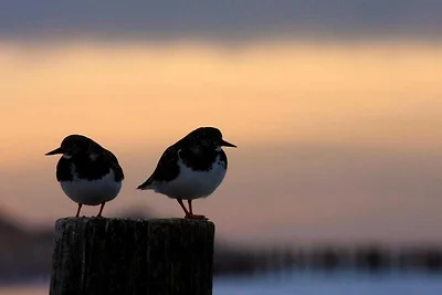 Villa in Domburg nahe Nordseestrand