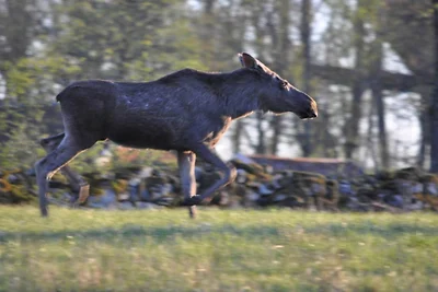 5 Persone case ad Årsunda