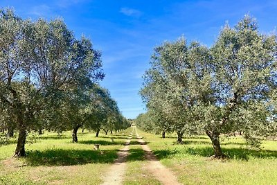 Casa Ulivo Confortevole residenza per vacanze