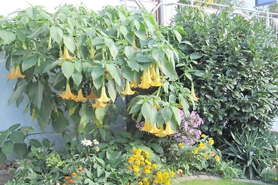 La quiete serale nel frutteto