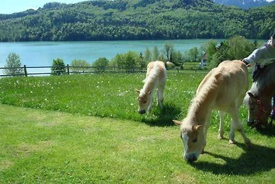 4 - im Pferdezentrum Füssen