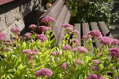 Buchfink im Haus Tanneneck