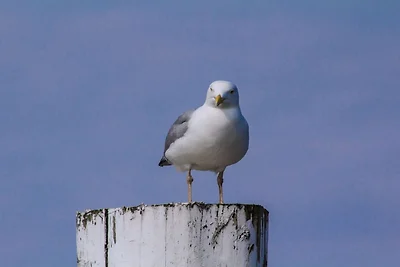 Strandhuus Ritiro moderno