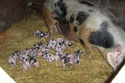 Neumühle  ab April 2014!