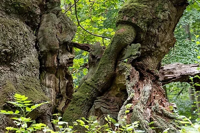 7 Personen Ferienhaus in Jægerspris-By Traum