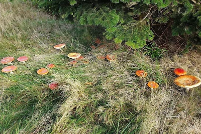 10 Personen Ferienhaus in Væggerløse