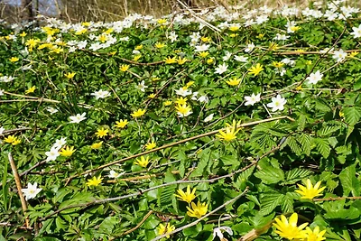 4 Personen Ferienhaus in HÄLLEVADSHOLM