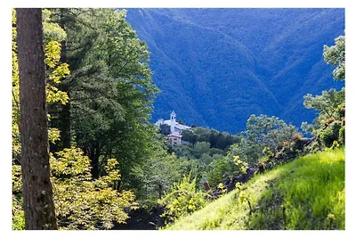 Paradiso Verde - Lucerola