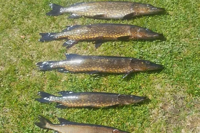 10 Personen Ferienhaus in Årnes