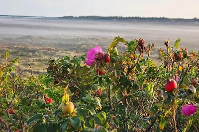 6 persone case ad Henne-By Traum