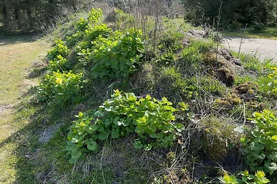 6 persoons vakantie huis in Pandrup-By Traum