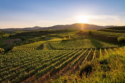 Im Weingut Frank Schmidt