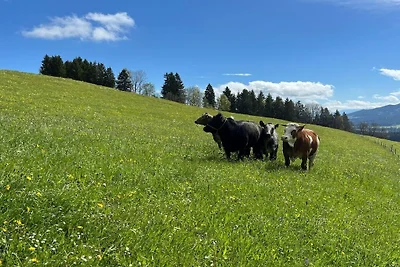 Braunvieh by Riefs
