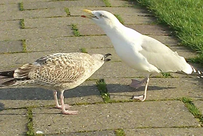 Lütje Carolinensiel Harlesiel