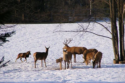 Finnische Blockhausstilhäuser im Harz