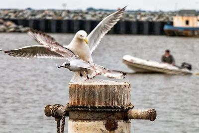 Bij de Saaler Bodden