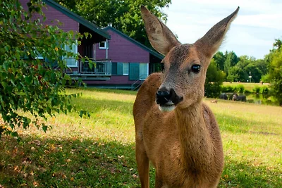 Chalet in Nontron met verwarmd zwembad