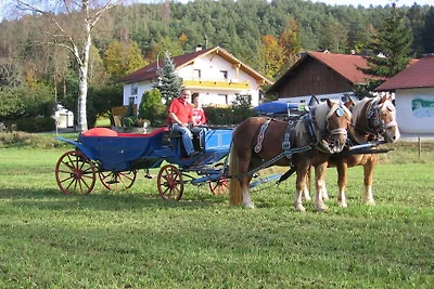 Vakantie- en paardenboerderij Zankl