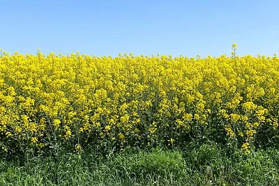 4 sterren vakantie huis in oxie