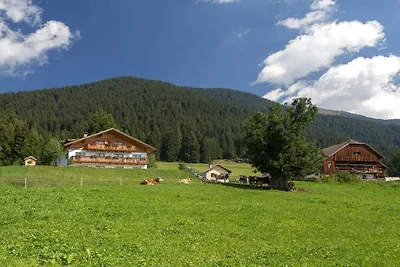 Rosa alpina sul Mahrhof