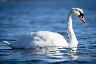 6 persone case ad Bjert