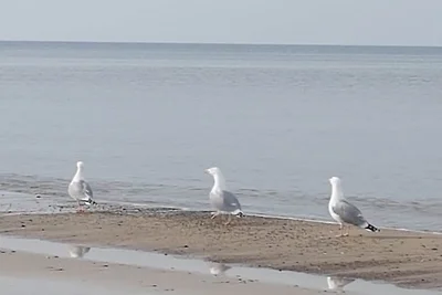 Sandpipers "Dune Oasis"