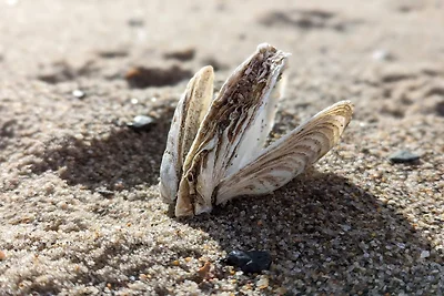 6 Personen Ferienhaus in Vinderup-By Traum