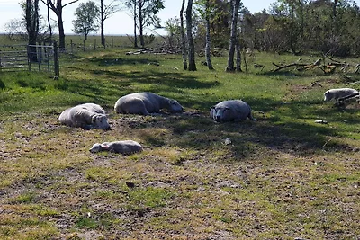 10 Personen Ferienhaus in Hadsund-By Traum