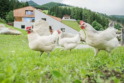 Holiday house in Ahrntal with 5 bedrooms