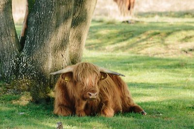 Unieke Drentse plaggenhut met terras in...