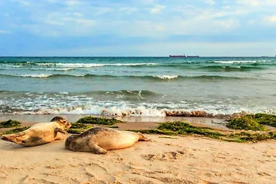 5 Sterne Ferienhaus in Skagen-By Traum