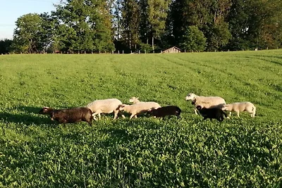 Ferienhof Sommer