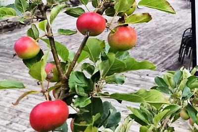 8 Personen Ferienhaus in Masfjordnes-By Traum