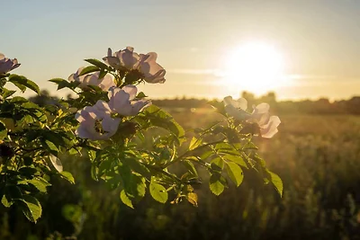 5 Sterne Ferienhaus in Køge