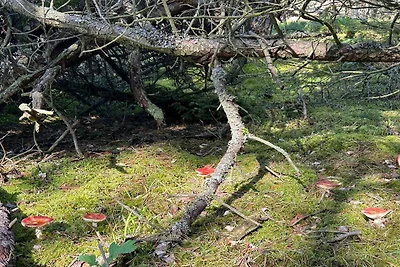 Luxus-Ruckzug in Liseleje -- By Traum...