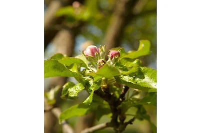 Blumenow w dworze Lexow
