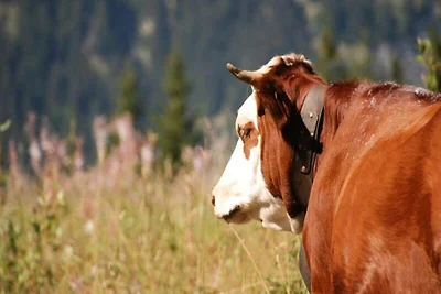 Ferienwohnung in Mont Rond in der Nähe der...