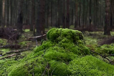Gemutliches Refugium in Marielyst -- By Traum...