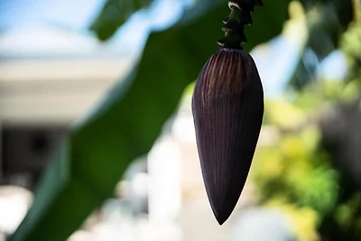 Corossol Villa f�r sechs Personen