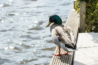 Casa vacanze a Loosdrecht con terrazza
