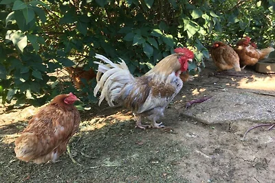 Kuća za odmor Dopust za oporavak Eisenberg