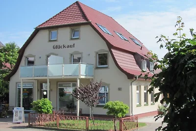 Gabbiano comune nella Haus Glückauf