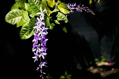 Corossol Villa f�r sechs Personen