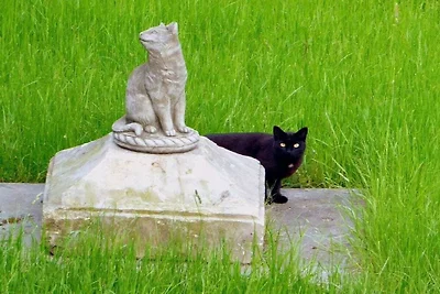 Ferienhaus Schwarzer Kater