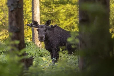 5 Personen Ferienhaus in MYRESJÖ